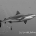 shark_greyreef_kk_h_0705_png1450_bw.jpg